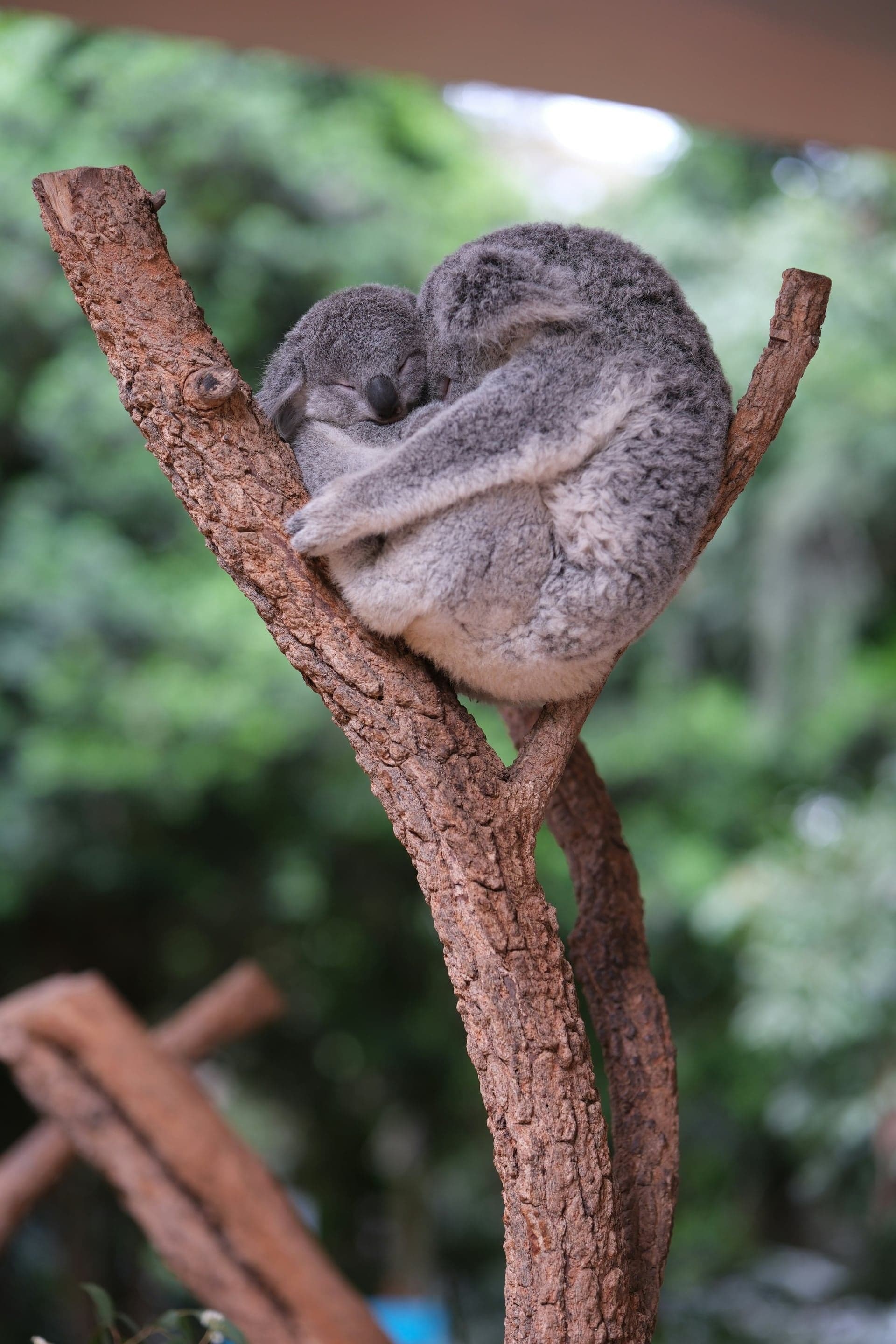 Koala mit Baby - Symbol für fürsorgliche, bedürfnisorientierte Beratung